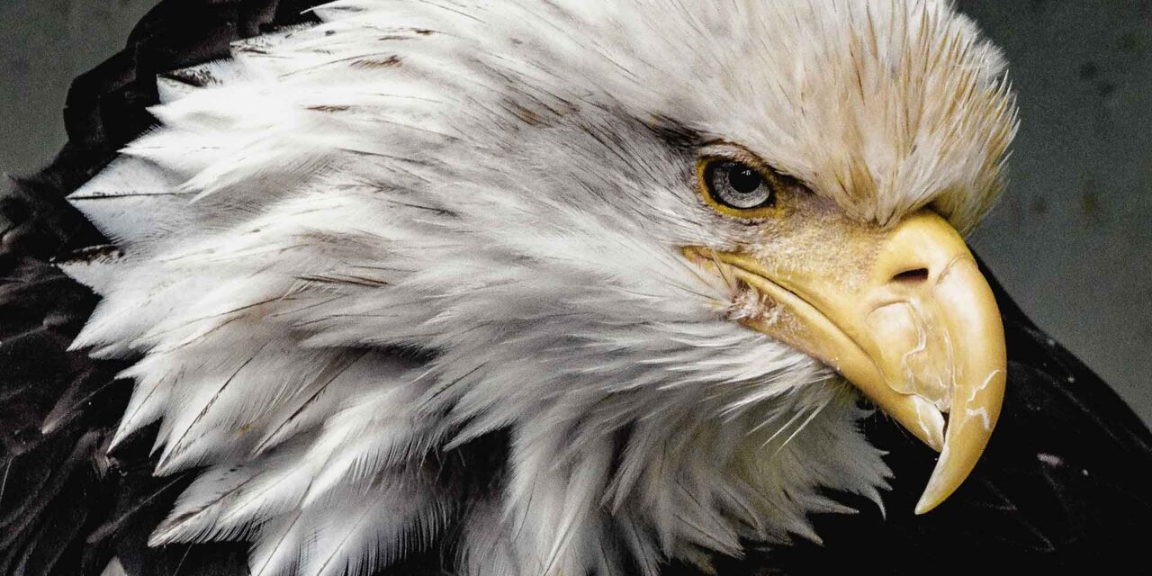 Eagles Across United States Shocked at What They Now Stand For